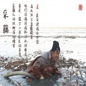 与你“藕”遇武清金色黄堡 看荷塘深处的采藕人