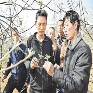 李保国的生前誓愿，正在岗底村变成现实——苹果花开凤凰岭