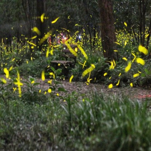 南京紫金山萤火虫飞舞 美如繁星