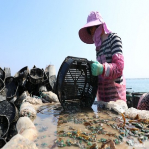 山东威海：鲍鱼苗北上“度夏” 渔民分苗忙