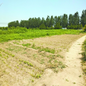 部分景区疏于管理游客体验不佳 万花园变成荒草园
