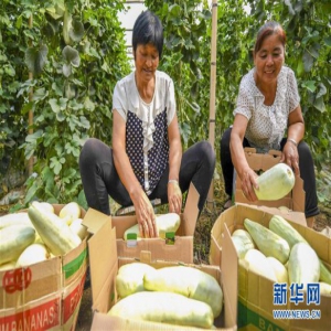 河北阜城：瓜农“甜”透心