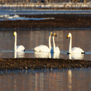 河北张家口：春暖天鹅舞