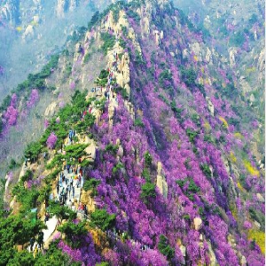 杜鹃花会邀你共赏江北奇观 还有爱情长廊签名墙等特色活动