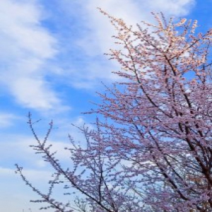 官宣！石家庄等5市正式进入春天！