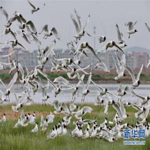 河北：坝上湿地遗鸥舞