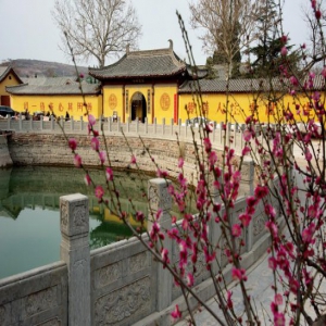 河北邢台：古寺梅香引客来
