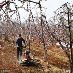 山东枣庄：农民春日劳作忙