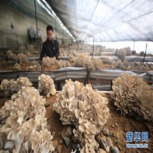 河北唐山：春季劳作忙