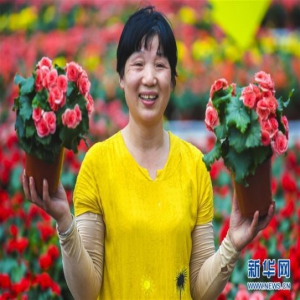 河北永清：“鲜花经济”富乡村