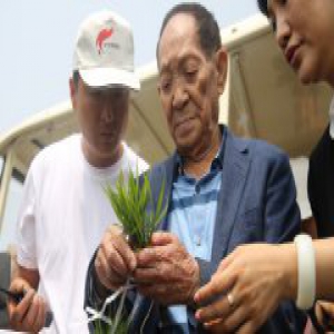 袁隆平海水稻团队与农村淘宝成立亩产一千美金研究院