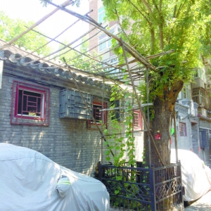 探访古树名木保护现状 这些百千岁“老寿星”还好吗