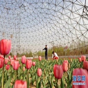 河北肃宁：特色种植助农增收