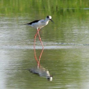 河北张家口：洋河湿地草丰水茂 鸟语花香
