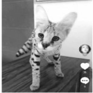 抖音用户售二级保护动物 私人饲养野生动物有风险