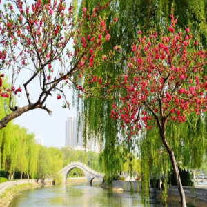 河北邯郸：春意盎然鸟语花香