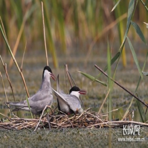 衡水湖之变②|鸟的天堂