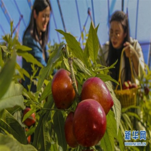 河北永清：温室油桃抢“鲜”上市