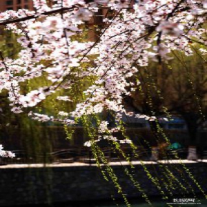 长城拍客第八十六期：民心河畔桃花开