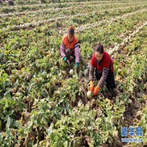 河北丰润：“订单萝卜”促增收