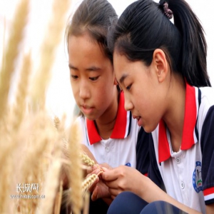 河北平乡：“芒种”下麦田 知农事