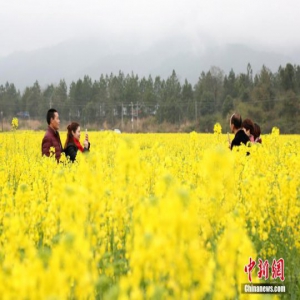 航拍江西吉水千亩油菜花盛开