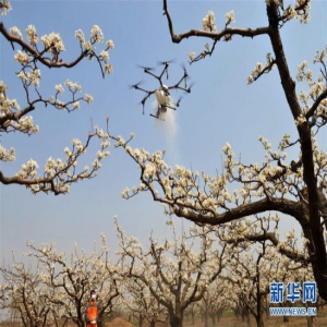 河北泊头：无人机授粉