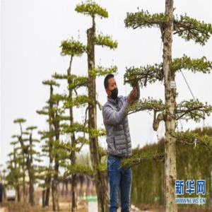 河北霸州打造环雄安绿色生态屏障