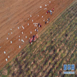 河北涉县：红薯映红丰收季