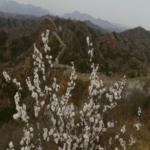 河北承德：金山岭长城十万亩山杏花竞相绽放