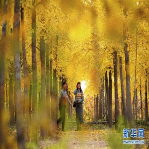 太行秋色美