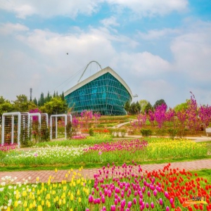 【微视频】春风十里，只差一个赏花的你