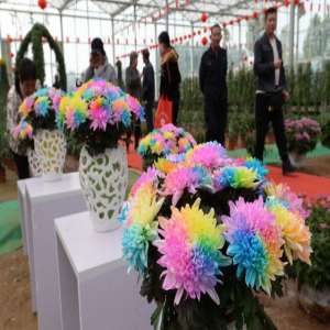 河北邯郸：菊花绽放迎客来