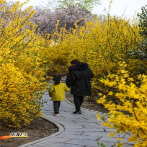 【高清组图】石家庄：各大高校春景如画