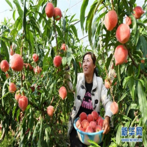 河北乐亭：设施鲜桃富农家