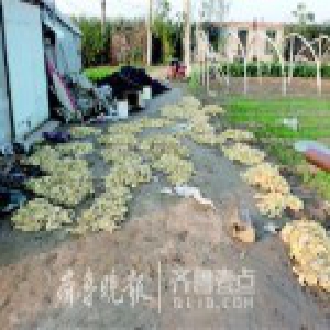 山东一养殖户注射“三无”药 8000只鸭子全死光