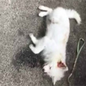 男子在高雄机场托运小狗被拒 当场摔死小狗离开