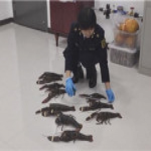 男子包内藏10只鲜活的偷渡大龙虾被截获