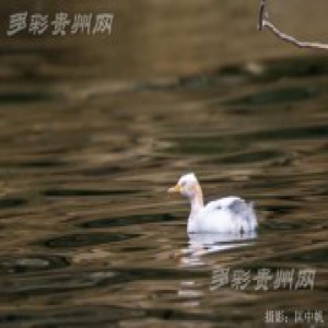 贵州省思南白鹭湖国家湿地公园发现罕见野生白化小