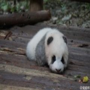 游客用食物砸醒熊猫 相关部门呼吁文明参观