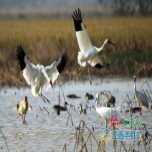 数百只白鹤鄱阳湖畔引摄影发烧友 专家呼文明观鸟