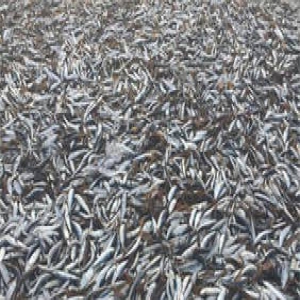 英国海滩现大量鱼群成片搁浅 海鸥都不愿吃 (图)