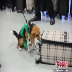 石家庄机场检疫犬“上岗” “人―机―犬” 综合查验
