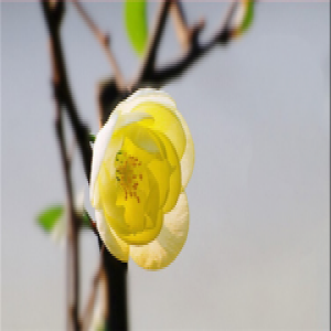 大卫地板四季海棠 朴素风格打造小清新