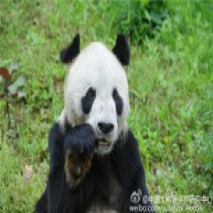世界最年长雄性大熊猫"盼盼"去世 子孙超130只