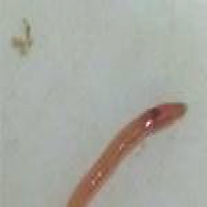 惊悚！深圳女子洗澡时，花洒中竟冲出红色活虫