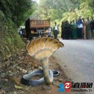 「这世界」这 10 张你已经或可能会看到的图,都是假的