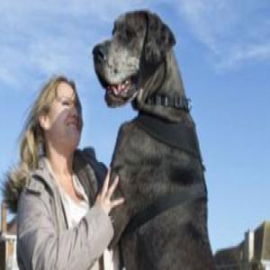 双语：10招助你2017告别“单身狗”