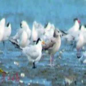 广东雷州湾首现中华凤头燕鸥 全球不超100只