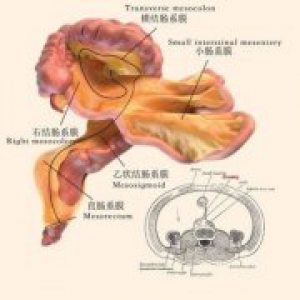 科普：科学家证实人体存在“隐藏”新器官